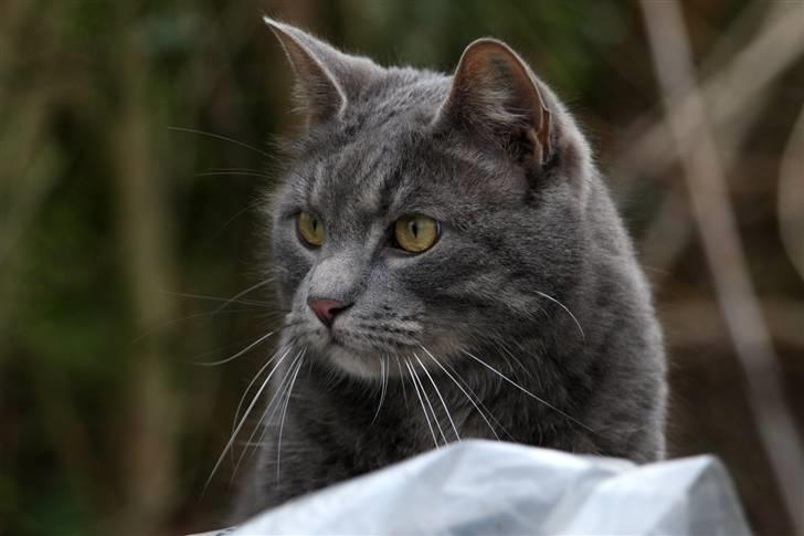 Blanding af racer Touby billede 1