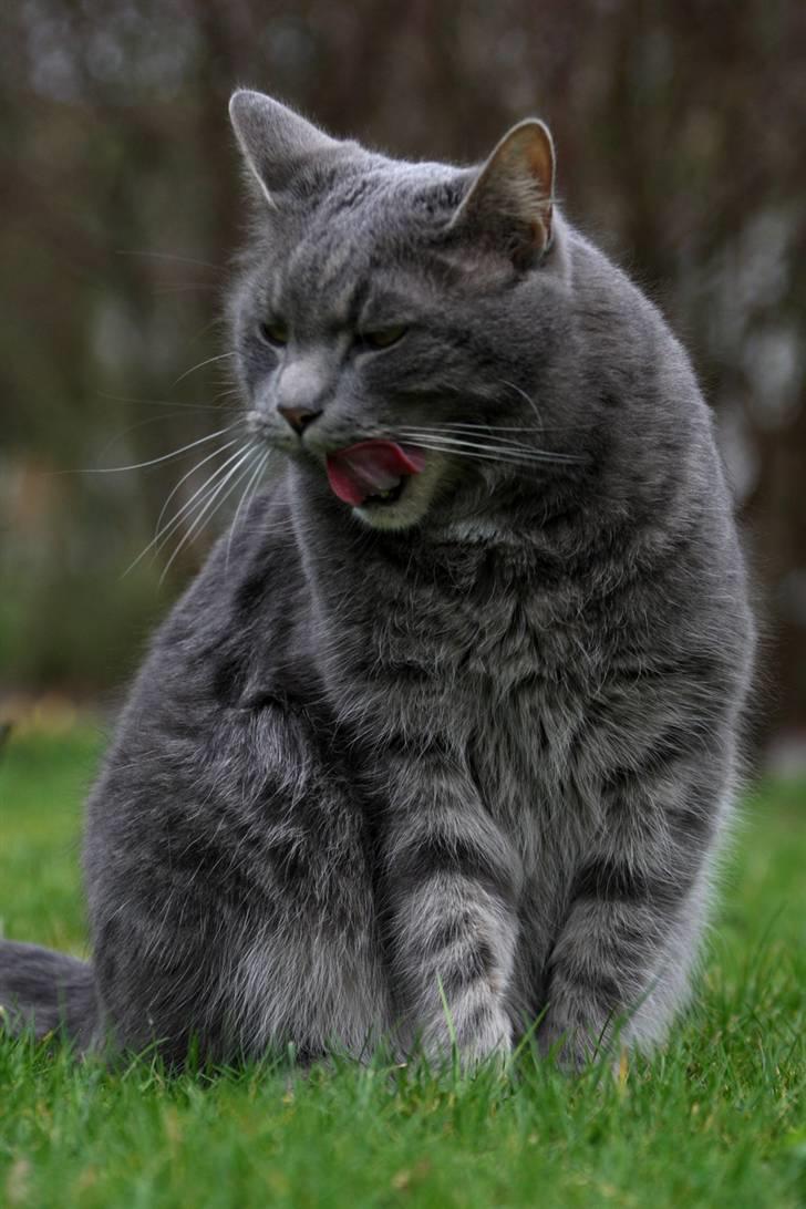 Blanding af racer Touby billede 2