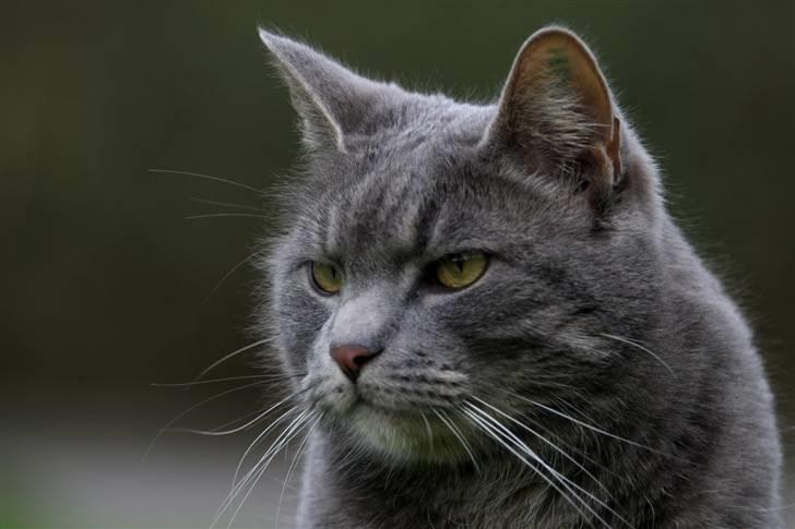 Blanding af racer Touby billede 3