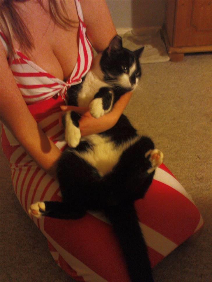 Blanding af racer samson R.I.P!)': billede 12