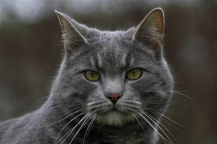 Blanding af racer Touby billede 4