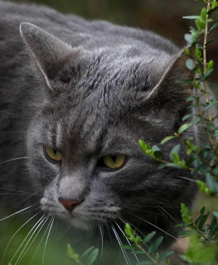 Blanding af racer Touby billede 5