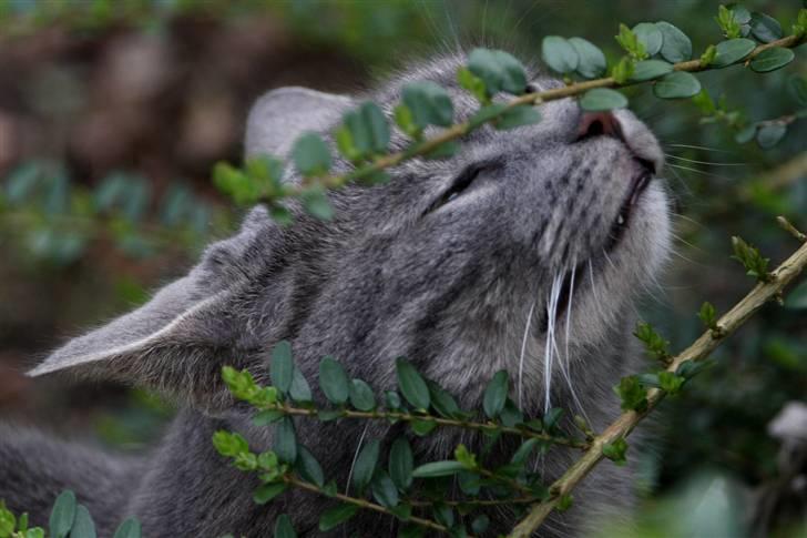 Blanding af racer Touby billede 6