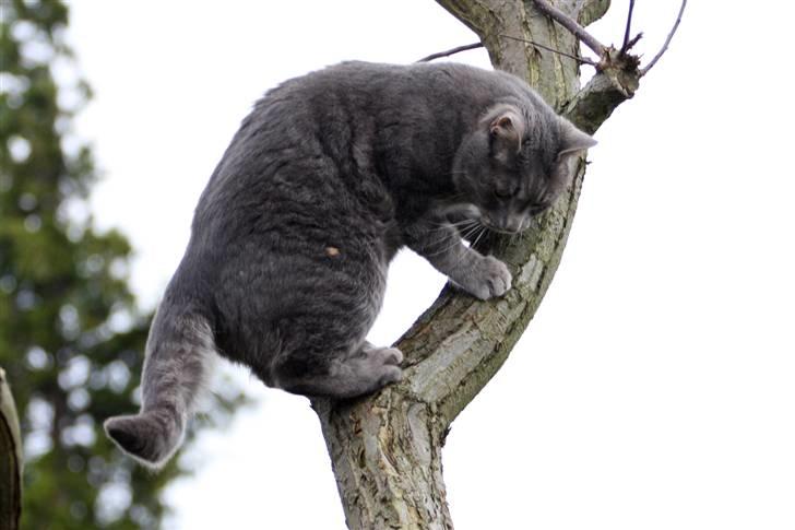 Blanding af racer Touby billede 7