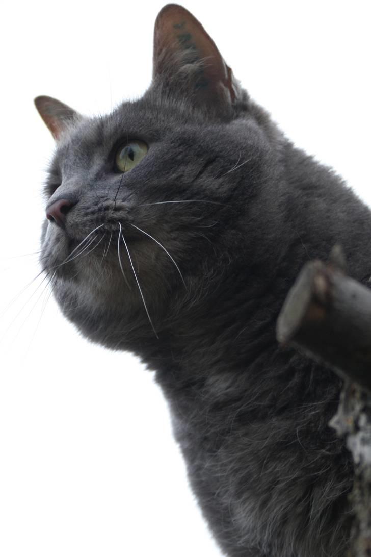 Blanding af racer Touby billede 8