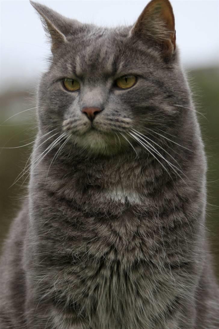 Blanding af racer Touby billede 9