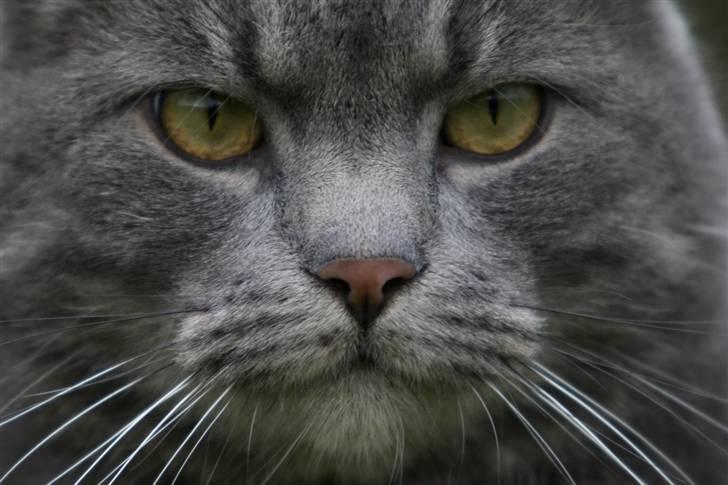 Blanding af racer Touby billede 10