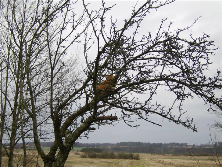 Blanding af racer Fimse - er væk billede 10