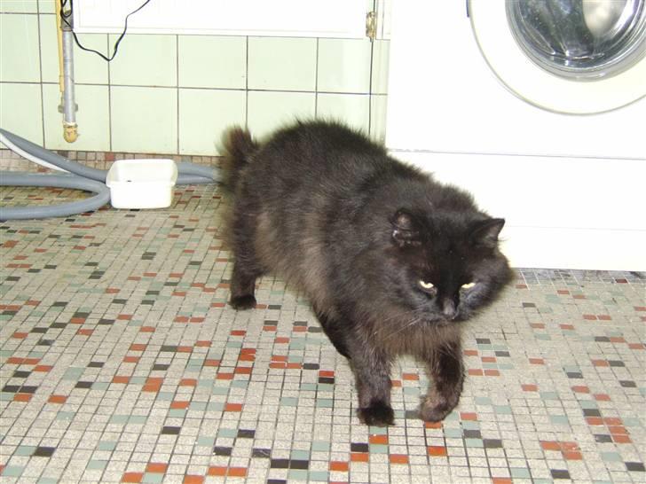 Blanding af racer Sheena billede 6