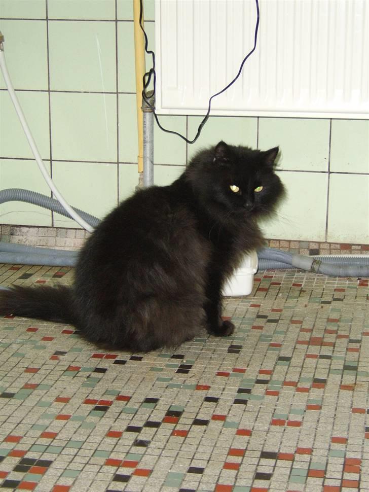 Blanding af racer Sheena billede 7