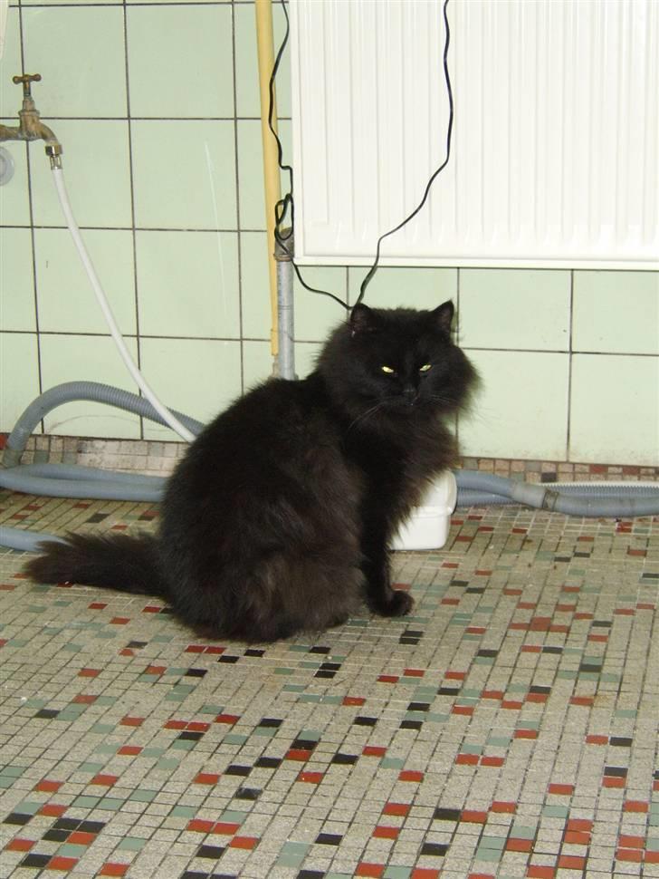 Blanding af racer Sheena billede 8