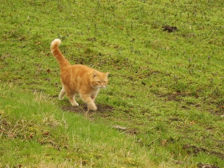 Blanding af racer Fimse - er væk billede 11
