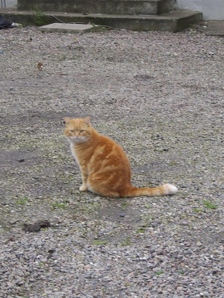 Blanding af racer Fimse - er væk billede 13