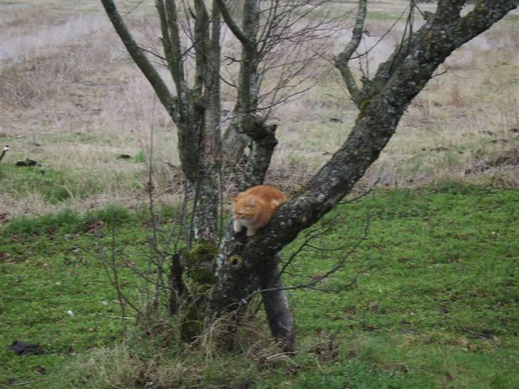 Blanding af racer Fimse - er væk billede 14