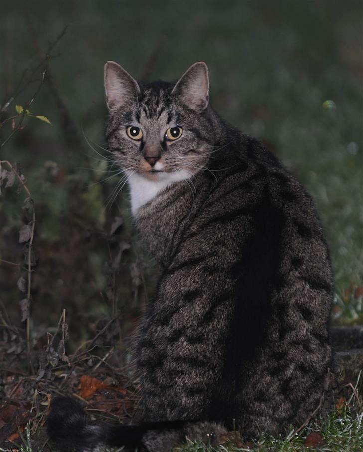 Blanding af racer KalleKæleKat (Kalle) billede 9