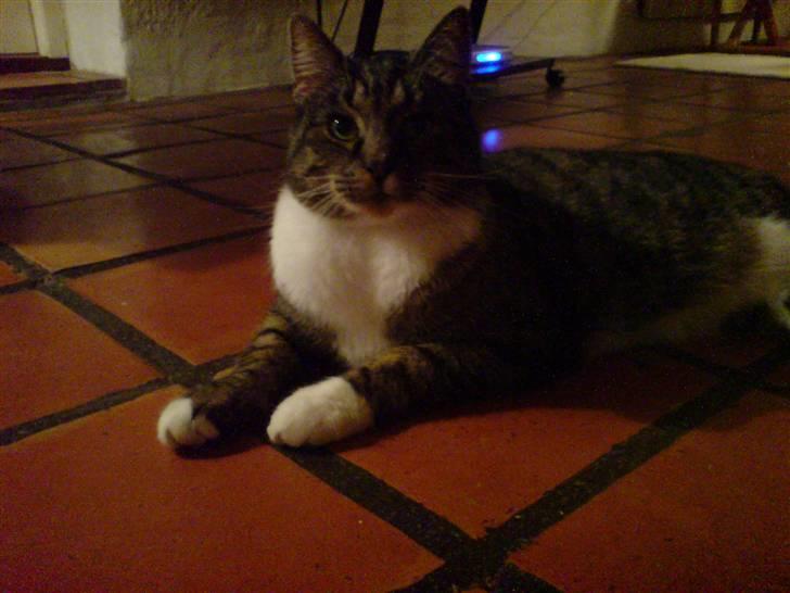 Blanding af racer KalleKæleKat (Kalle) billede 10