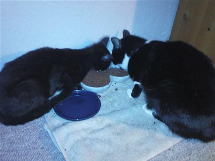 Blanding af racer samson R.I.P!)': billede 13