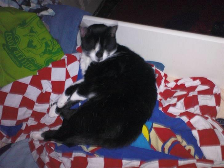 Blanding af racer samson R.I.P!)': billede 14