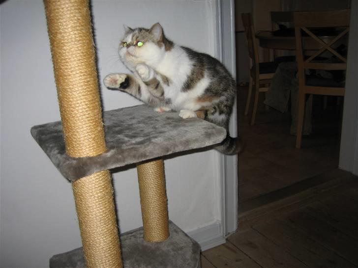 Exotic Misha - her lander den farlige tiger billede 5