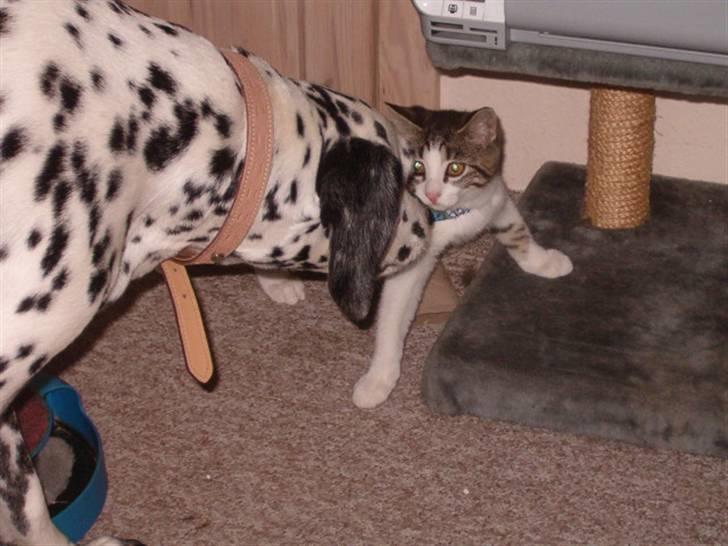 Huskat findus - her er jeg lille og lidt bange for den store hund billede 1