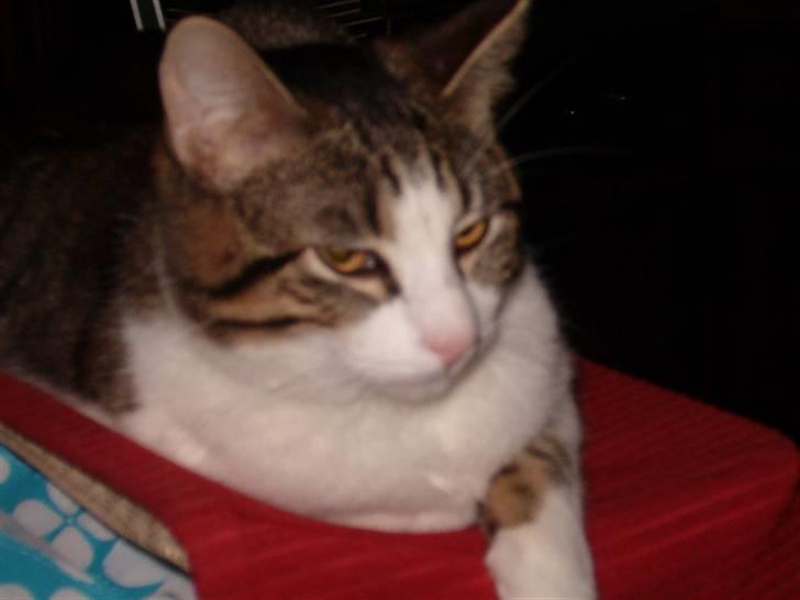 Huskat findus - jeg tag lige en slapper billede 2