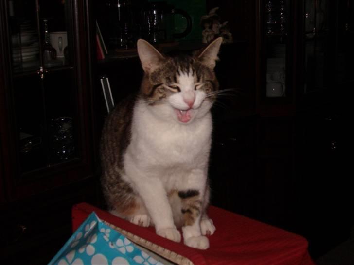 Huskat findus - gapp er lige vågnet billede 3