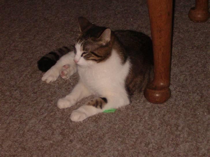 Huskat findus - har lige fundet et nyt sted at sove billede 4