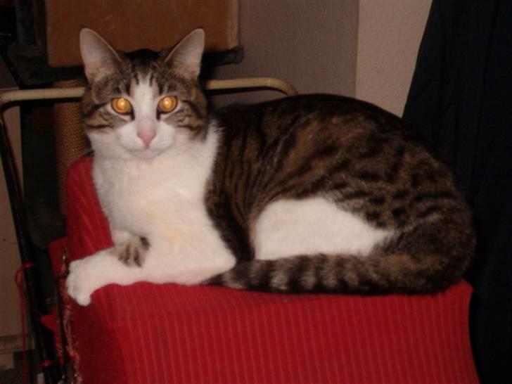 Huskat findus - ligger lige og gikker billede 5