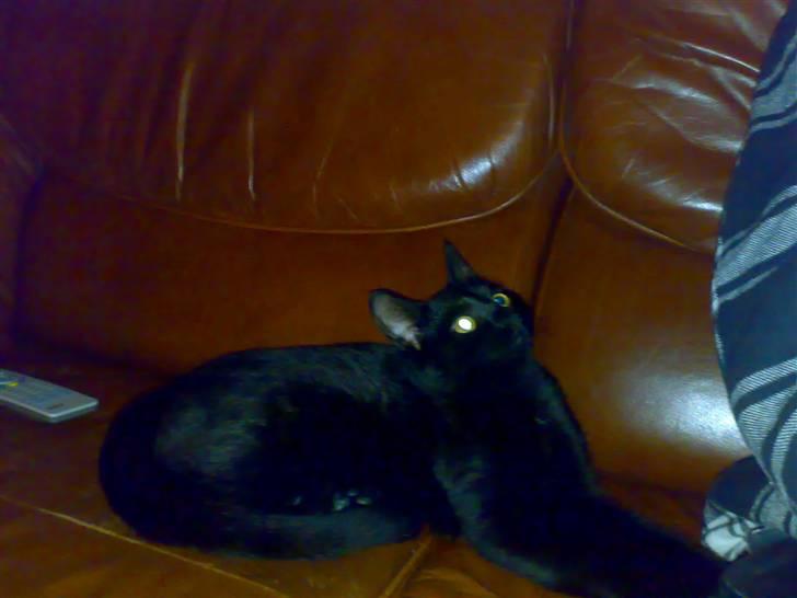 Huskat Tyson <givet væk> billede 7