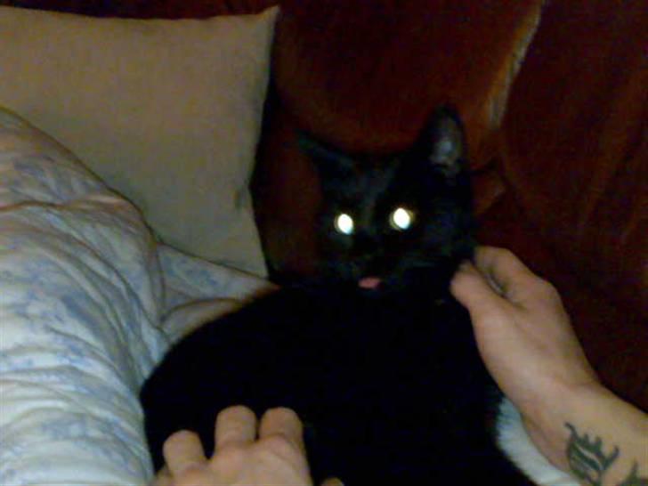 Huskat Tyson <givet væk> billede 8