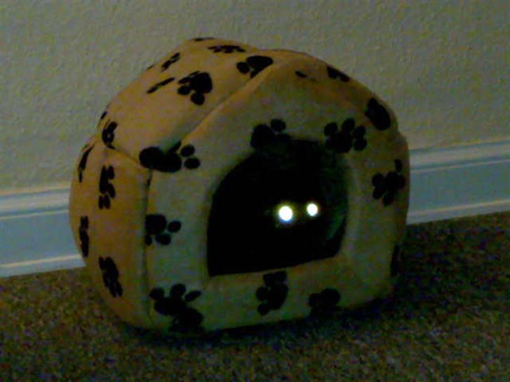 Huskat Tyson <givet væk> billede 9