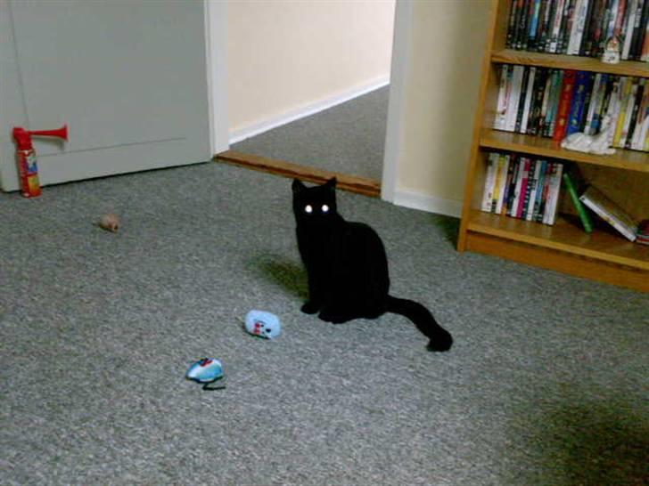 Huskat Tyson <givet væk> billede 10