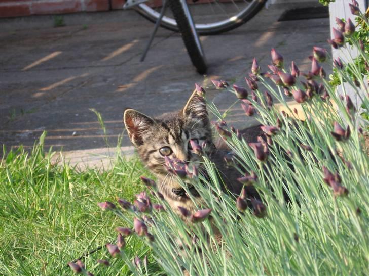 Huskat Fighter billede 1