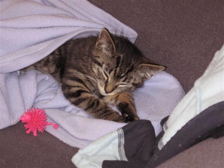 Huskat Fighter billede 2