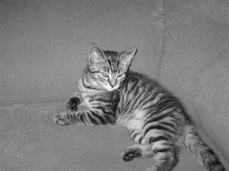 Huskat Fighter billede 3