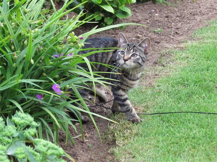 Huskat Fighter billede 4