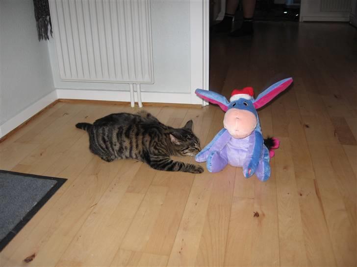 Huskat Fighter - juleæslet som synger og basker med ørene er næsten hendes bedste legekammerat billede 6