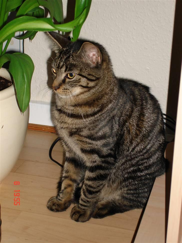 Huskat Fighter billede 7