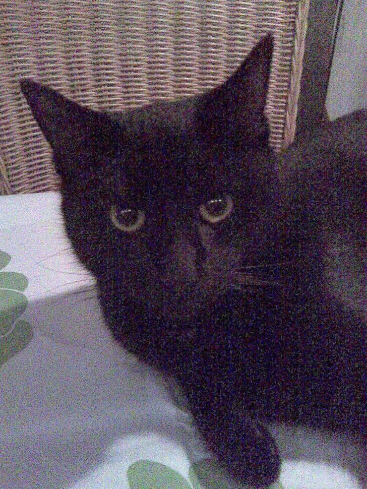 Huskat Bam  billede 1