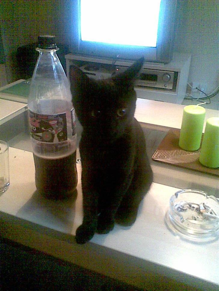 Huskat Bam  - Da han var killing billede 2