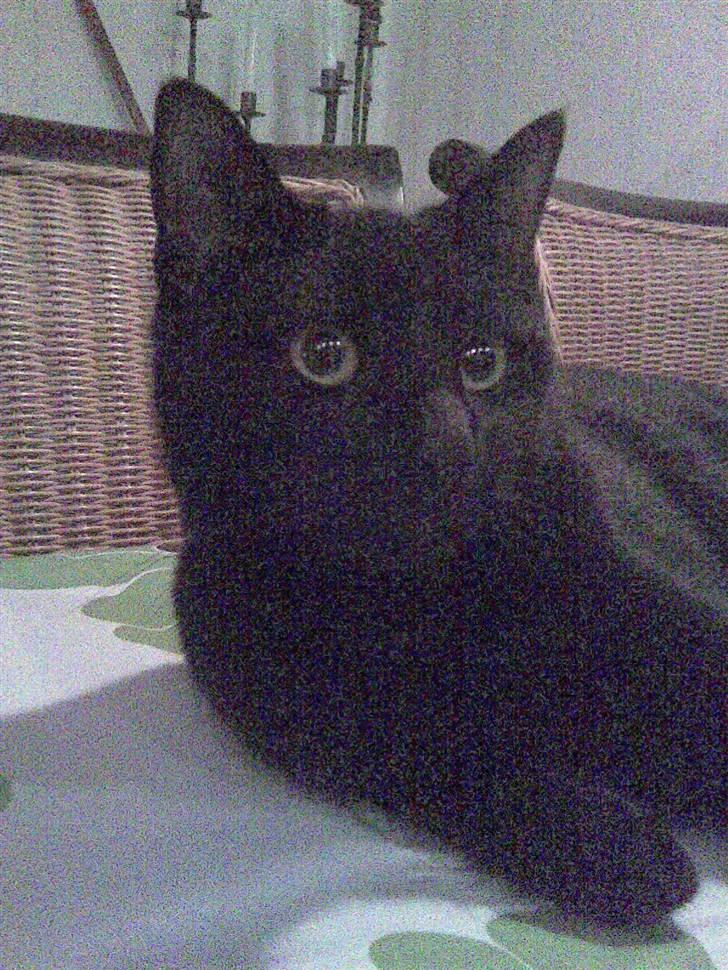 Huskat Bam  billede 3