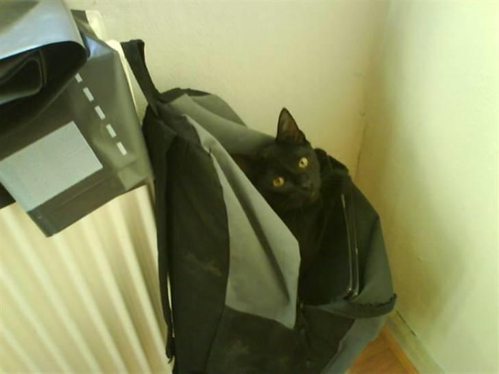 Huskat Bam  - Han elsker at ligge/sidde de mest mærkelige steder :) billede 4