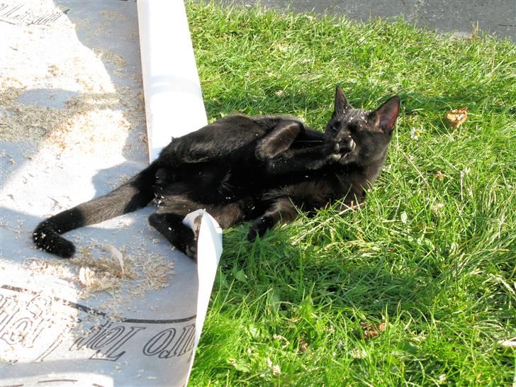 Huskat Bam  - hmmm.... billede 5