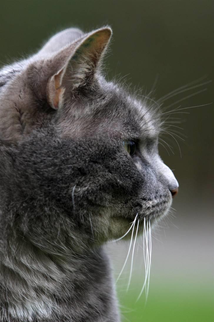 Blanding af racer Touby billede 11