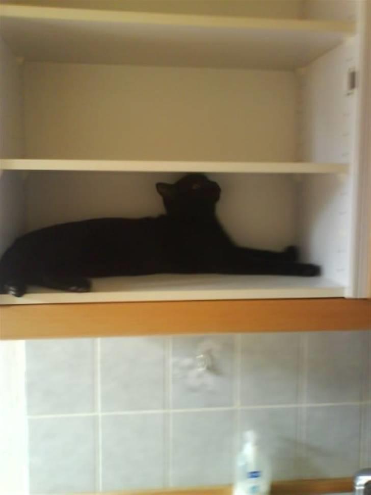 Huskat Bam  - Ligger lige i et skab, der snart skal rives ned :D billede 6