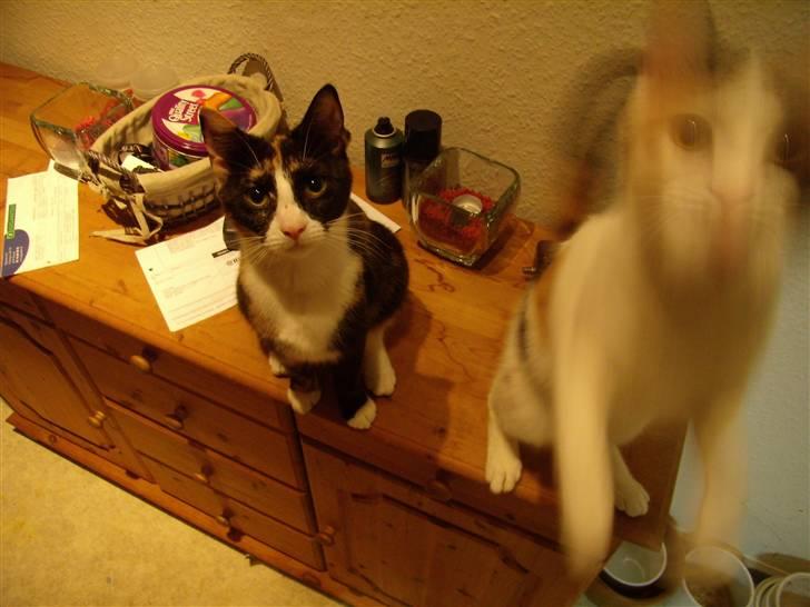 Huskat Molly billede 1