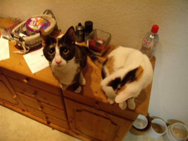 Huskat Molly billede 2