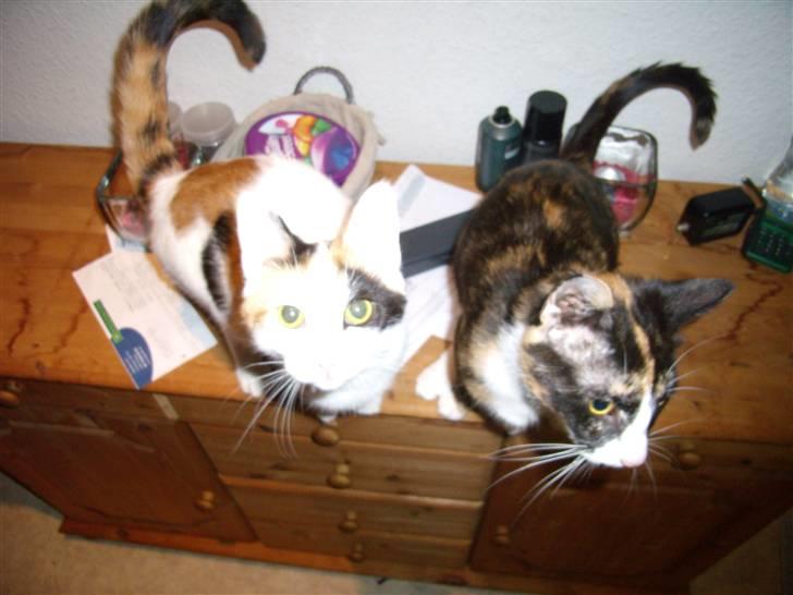 Huskat Molly billede 3