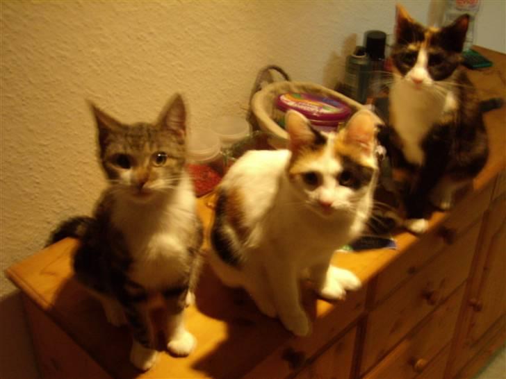 Huskat Molly billede 4