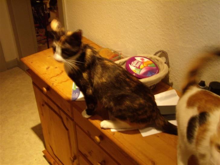 Huskat Molly billede 5